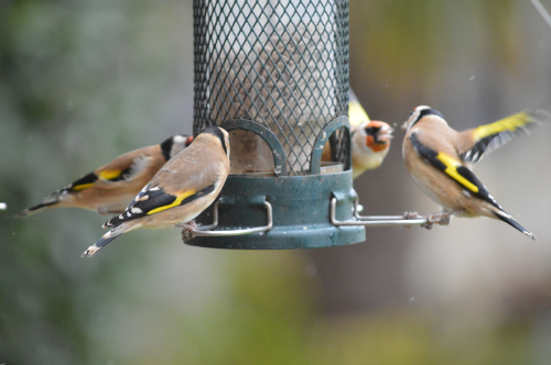Hungry goldfinch!