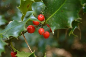 Holly fruit